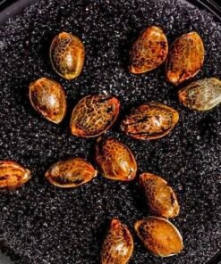 TENCO SEEDS FOR SALE